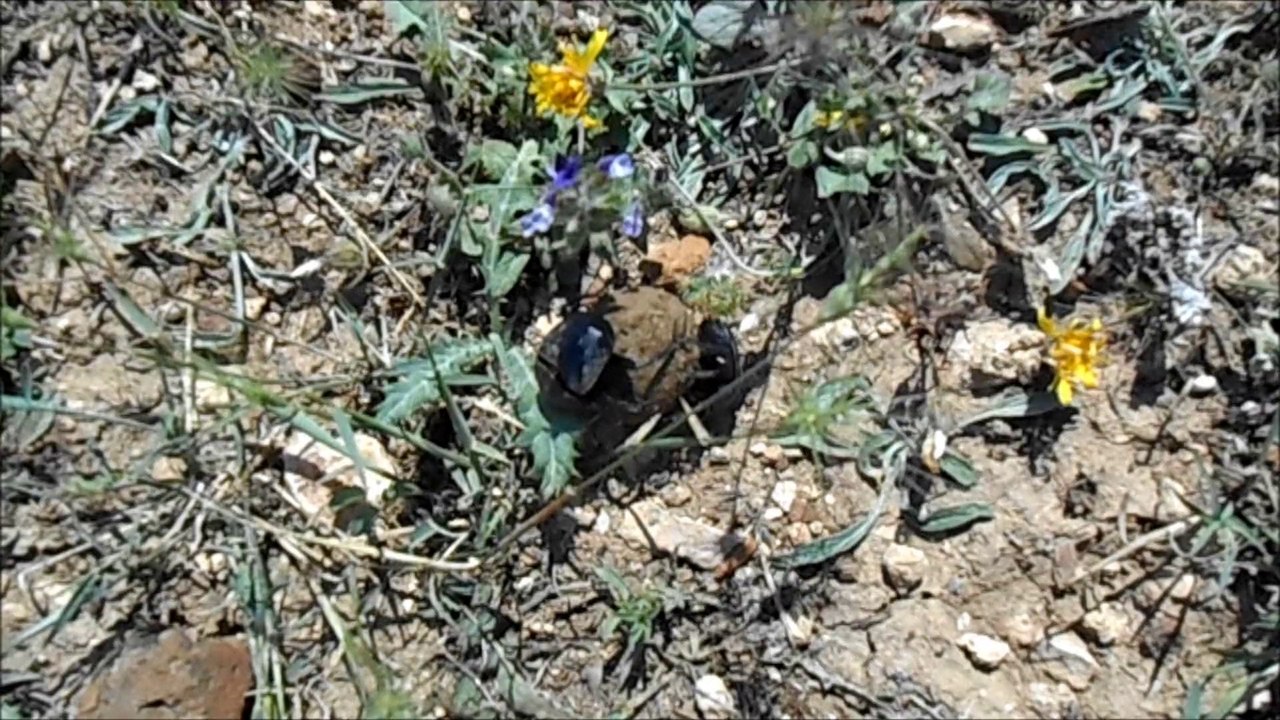 Bokböcekleri - Scarabs