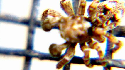 Six Eyed Boxing Gloves Spider::The Mohd Ali of Spiders