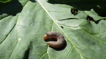 chenille Sphinx du Tilleul 'intimidation'