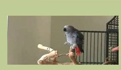 BREAKING DAILYMOTION VIDEO-Bird's song -Funny Short Video Clip-1 small cute bird sings along background music-Thoda  Hatke-It's   different