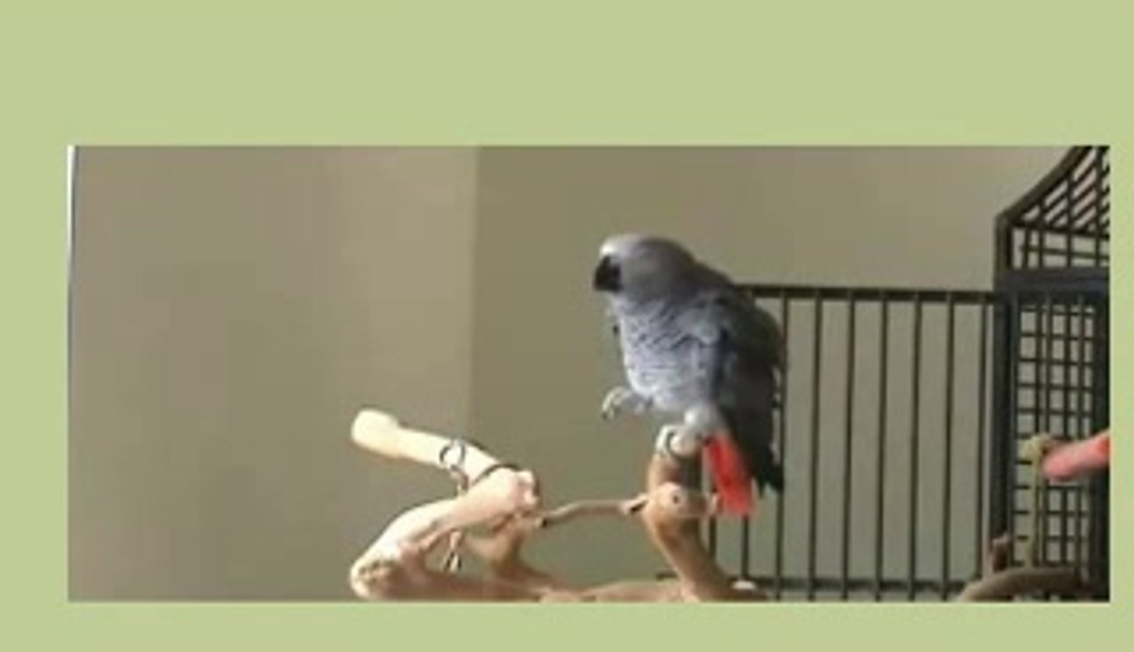 BREAKING DAILYMOTION VIDEO-Bird's song -Funny Short Video Clip-1 small cute bird sings along background music-Thoda  Hatke-It's   different