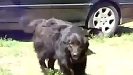 Police Dogs Break Up Cat Fight