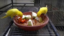 Ringneck parrots food