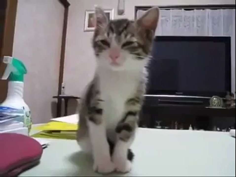 cat amazing