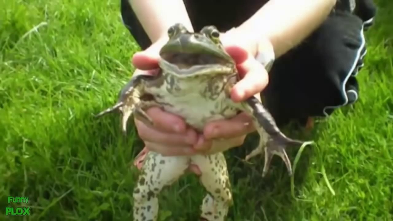 En Komik Hayvan Videoları Derleme 2013 [YENİ HD]