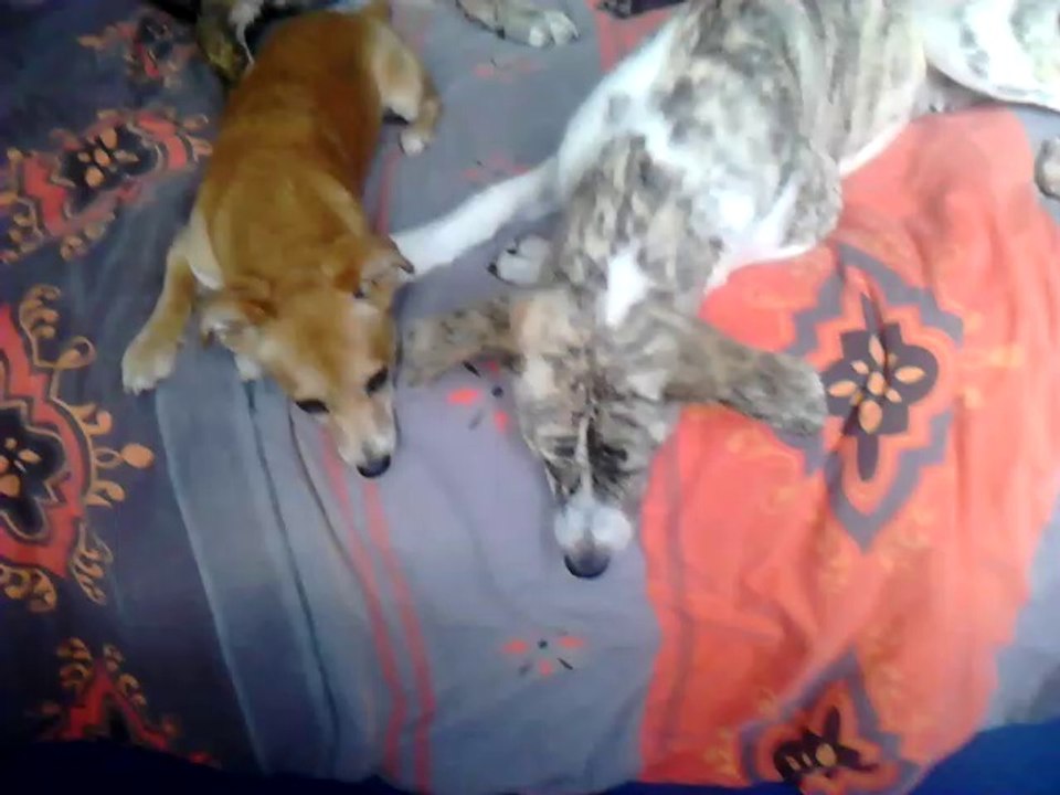 Milena, Etna, Nikita et Nera