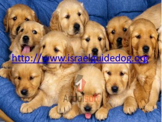 blind childng guide dog training Service dogs in Israel