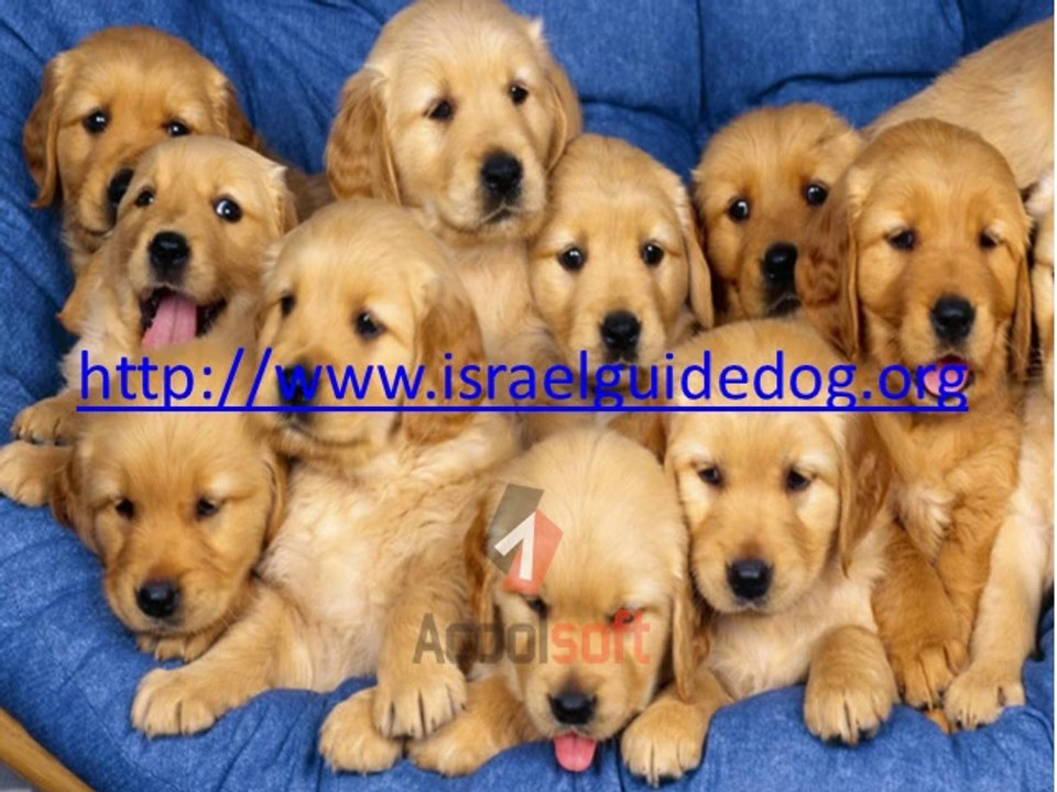 blind childng guide dog training Service dogs in Israel