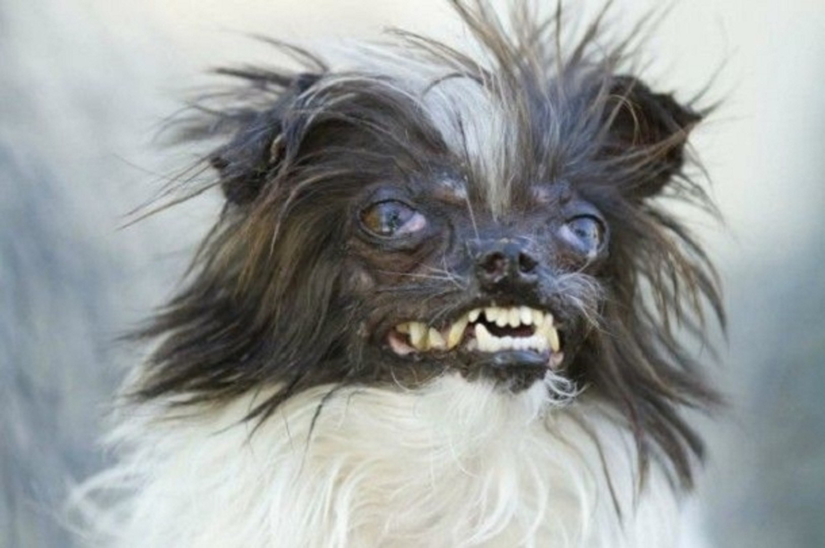 Le Chien Le Plus Moche Du Monde 14 Video Dailymotion
