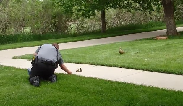 Sauvetage de canetons dans un égout