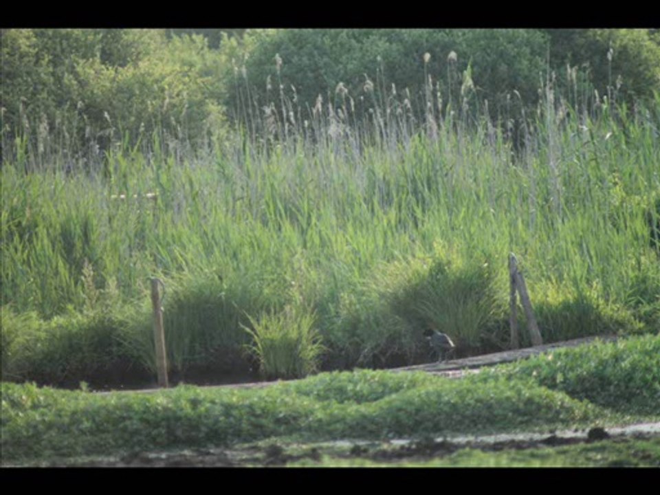 Marais du Lac de Grand Lieu St Lumine de Coutais 22-06-2014