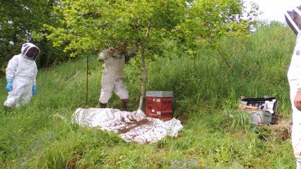cueillette d'un essaim