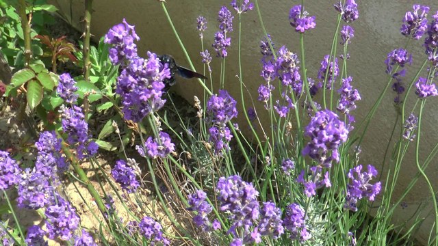 Lété en Haute-Corse