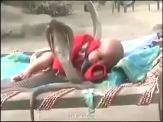 Кобры охраняют сон ребенка
