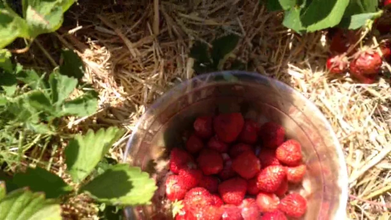 la fête des fraises