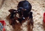 Viral Goat Delivers Four Kids