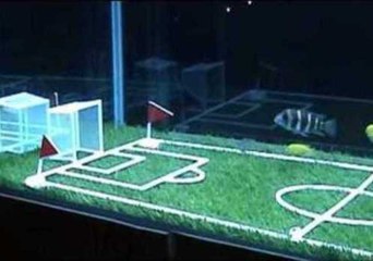 'Underwater World Cup' Held in Shanghai Aquarium