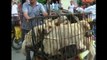 Dog meat festival in China city angers some animal rights activists