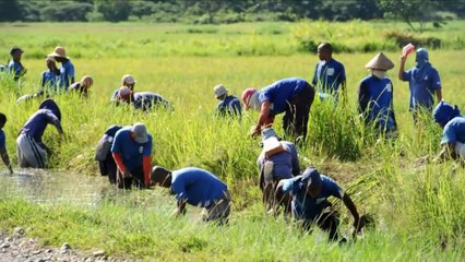 Philippines: une prison à ciel ouvert sur une île paradisiaque