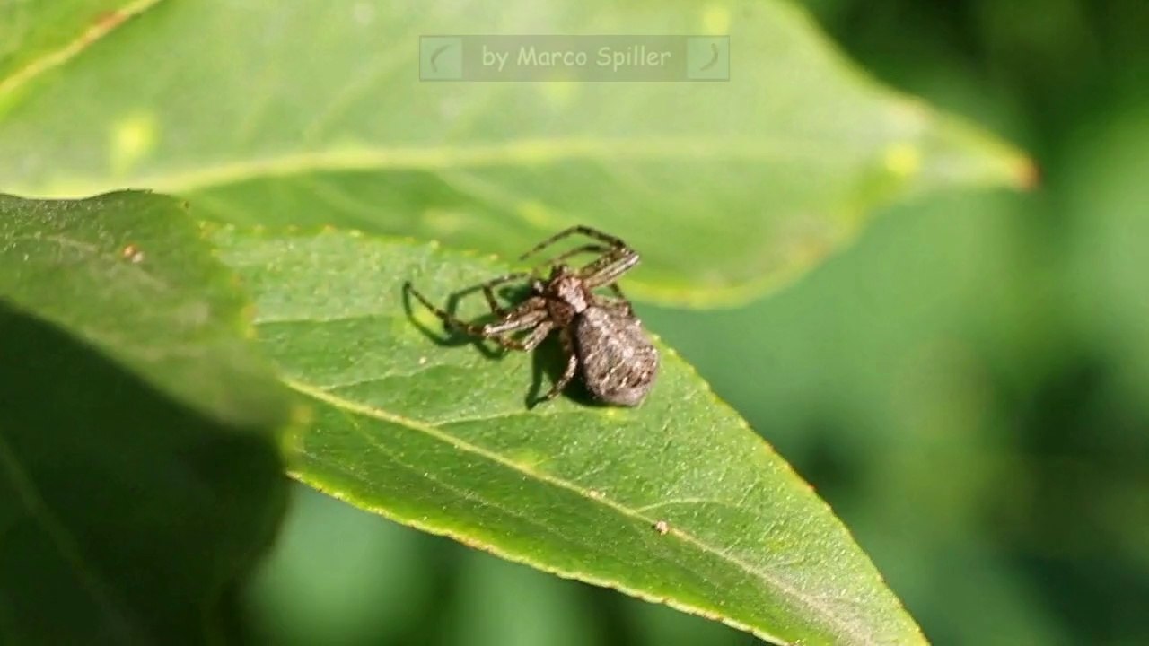 Tmarus sp