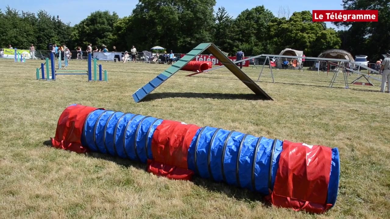 Saint-Brieuc. Agility : les toutous font le show !