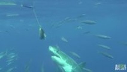 Great White Snaps Cage in Half