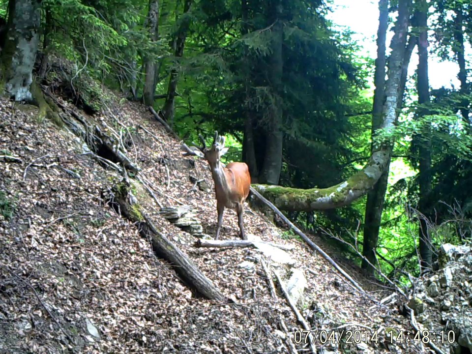 cerf (1)