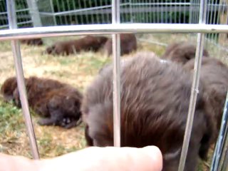 chiots terre neuve marron bronze de l'élevage de VALOYAN