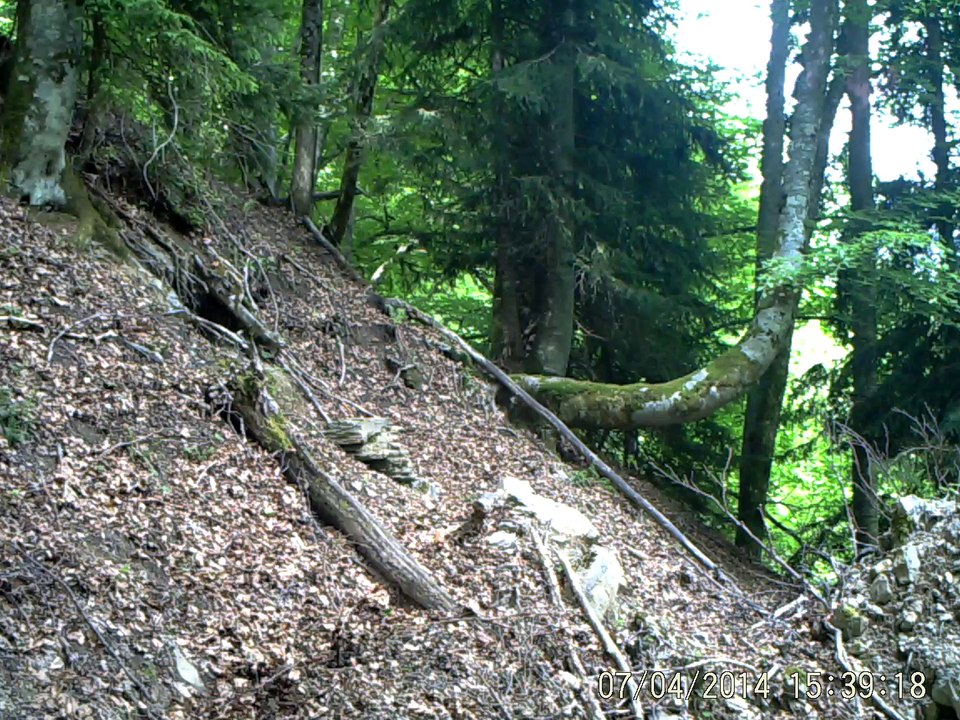 cerf_poursuivi