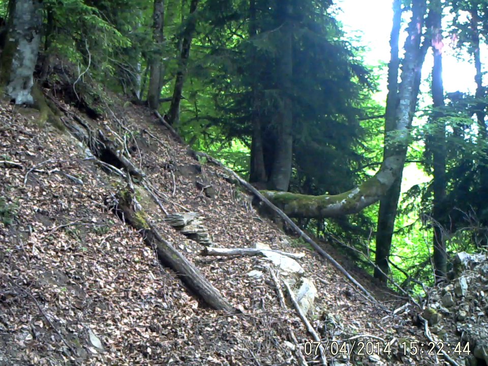 cerf_qui_chasse_un_autre