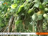 خصوصی رپورٹ|Special Report| Agricultural Expert and Jobs Opportunities |Sahar TV Urdu