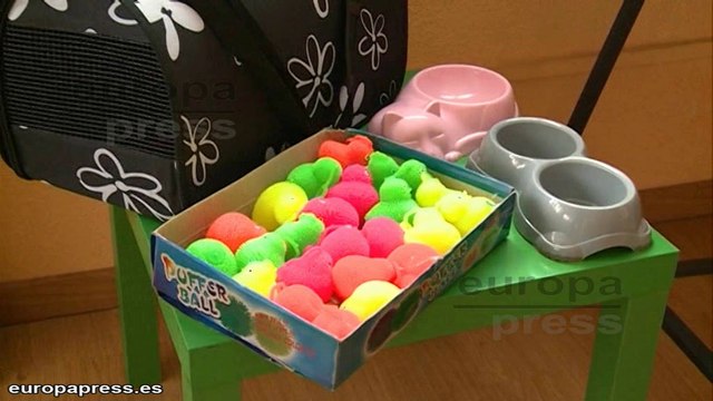 Recaudan fondos para mejorar la vida de estos gatos