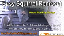 How To Get Rid Of Squirrels - EASY Squirrel Removal - Squirrel Trap