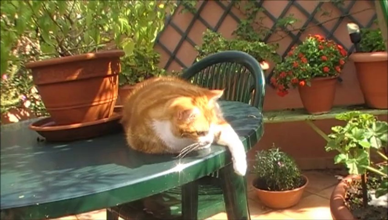 Histoire de chats