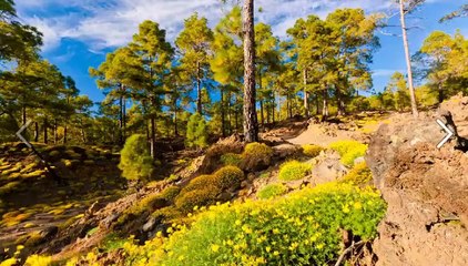 A natureza é uma dadiva de Deus