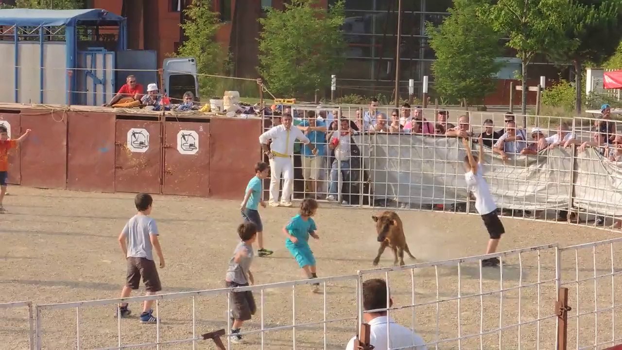 Course Landaise 068 Petit veau