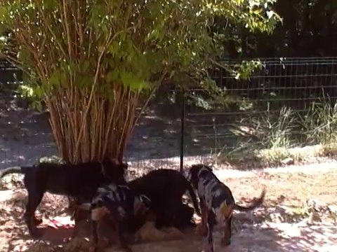 Chiots beauceron de 2 mois et demie Lof de Dee-Leyme et Feïnhoa