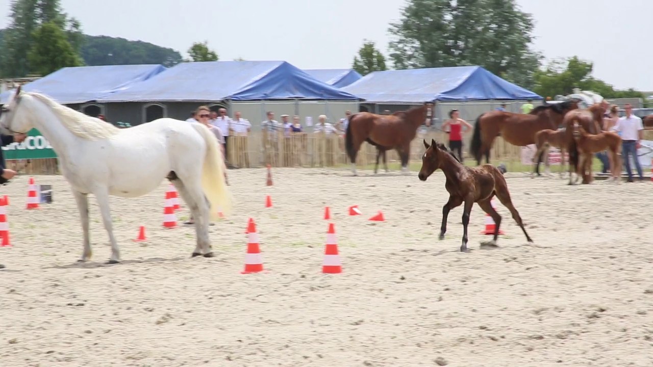 Terre en Fête : salon de l'agriculture du Nord Pas de Calais Télé Gohelle