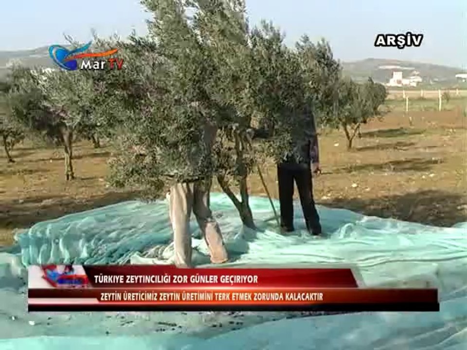 TÜRKİYE ZEYTİNCİLİĞİ ZOR GÜNLER GEÇİRİYOR