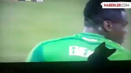 Kedi Televizyondaki Topla Oynadı