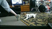 Jack russell dog sticks on man's foot 执着的狗, 超搞笑