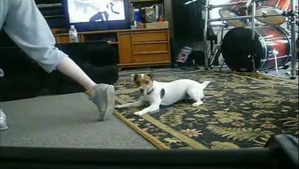 Jack russell dog sticks on man's foot 执着的狗, 超搞笑