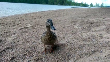 HTC One M8, тест камеры - утка