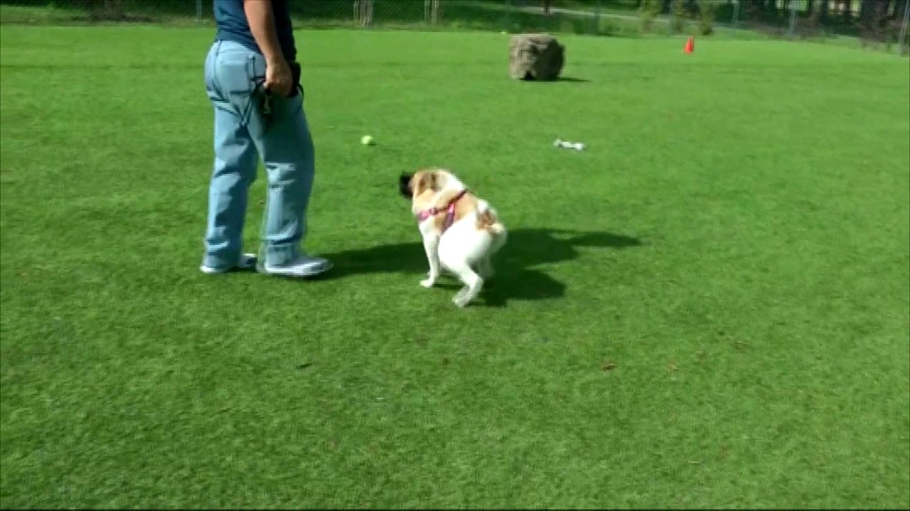 Pig, le chien difforme qui charme l'Amérique