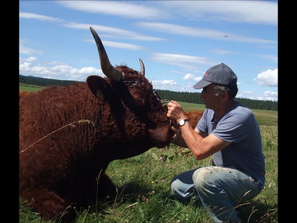 Elevage Fournier: vaches salers.