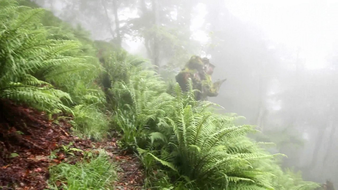 forêt1