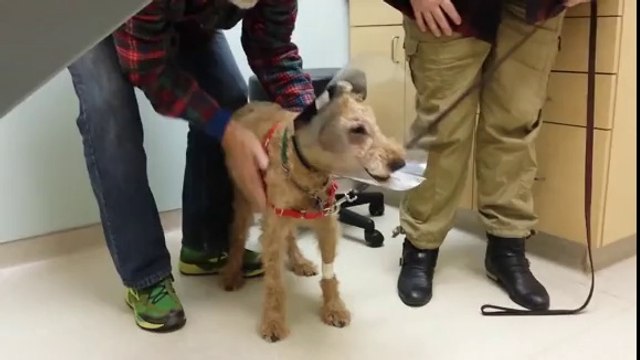 Formerly Blind Dog Sees His Owners For The First Time After Surgery