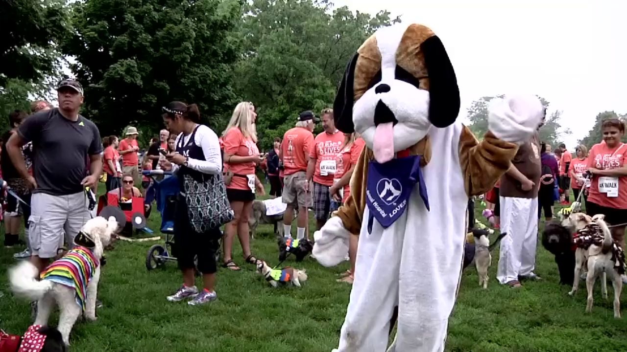 Tierisch knapp: Kostümierte Hunde verfehlen Weltrekord