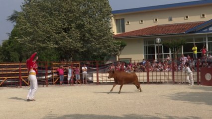 Dimanche 22 juin 2014: course landaise à Préchacq les bains, un écart du Préchacquois Cédric Desclaux