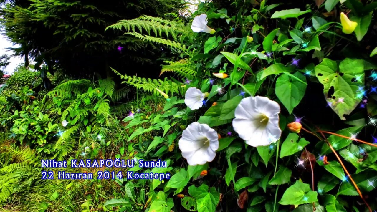 22 hazıran kocatepe KOCATEPE DERLEME